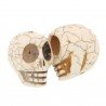 Aulite forma teschio 30mm 1pz