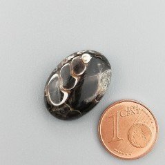 Agata Turritella Naturale Forma Ovale Piatto Cabochon Liscio Fatto a Mano  21X15X6mm 17,30 Carati 1pz
