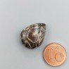 Agata Turritella Naturale Forma Goccia Piatto Cabochon Liscio Fatto a Mano 21X16X7mm 18,10 Carati 1pz