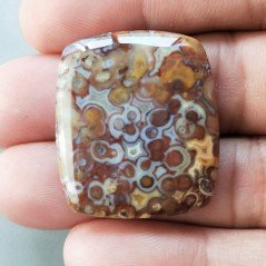 Agata Radice di Palma Naturale Forma Goccia Piatto Cabochon Liscio Fatto a Mano 31X27mm 9.38gm 1pz
