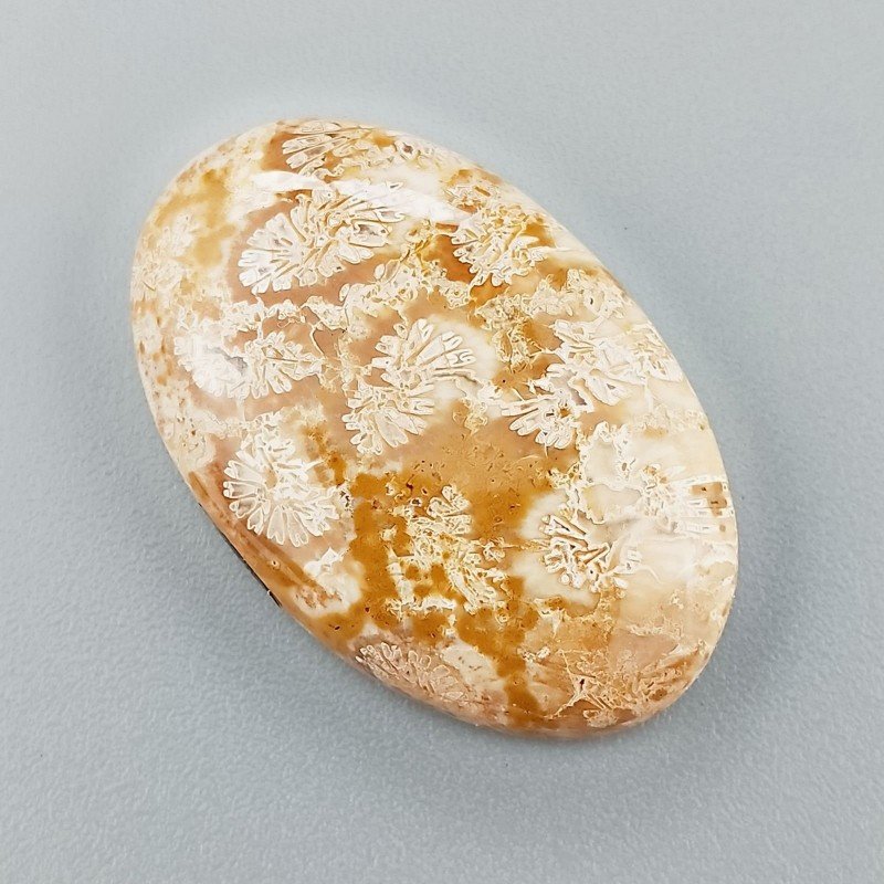 Corallo Fossile Naturale Forma Ovale Piatto Cabochon Liscio Fatto a Mano 30X19X6mm 5,69gm 1pz Corallo Fossile Naturale Forma Ovale Piatto Cabochon Liscio Fatto a Mano 30X19X6mm 5,69gm 1pz