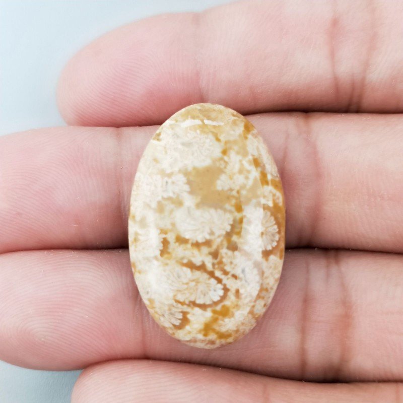 Corallo Fossile Naturale Forma Ovale Piatto Cabochon Liscio Fatto a Mano 30X19X6mm 5,69gm 1pz Corallo Fossile Naturale Forma Ovale Piatto Cabochon Liscio Fatto a Mano 30X19X6mm 5,69gm 1pz