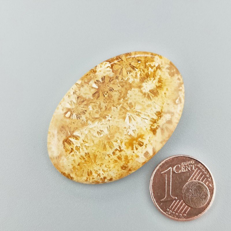 Corallo Fossile Naturale Forma Ovale Piatto Cabochon Liscio Fatto a Mano 40X27X4mm 9,15gm 1pz