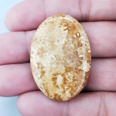 Corallo Fossile Naturale Forma Ovale Piatto Cabochon Liscio Fatto a Mano 40X27X4mm 9,15gm 1pz
