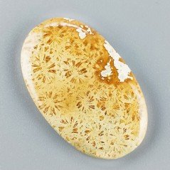 Corallo Fossile Naturale Forma Ovale Piatto Cabochon Liscio Fatto a Mano 41X25X5mm 8,90gm 1pz