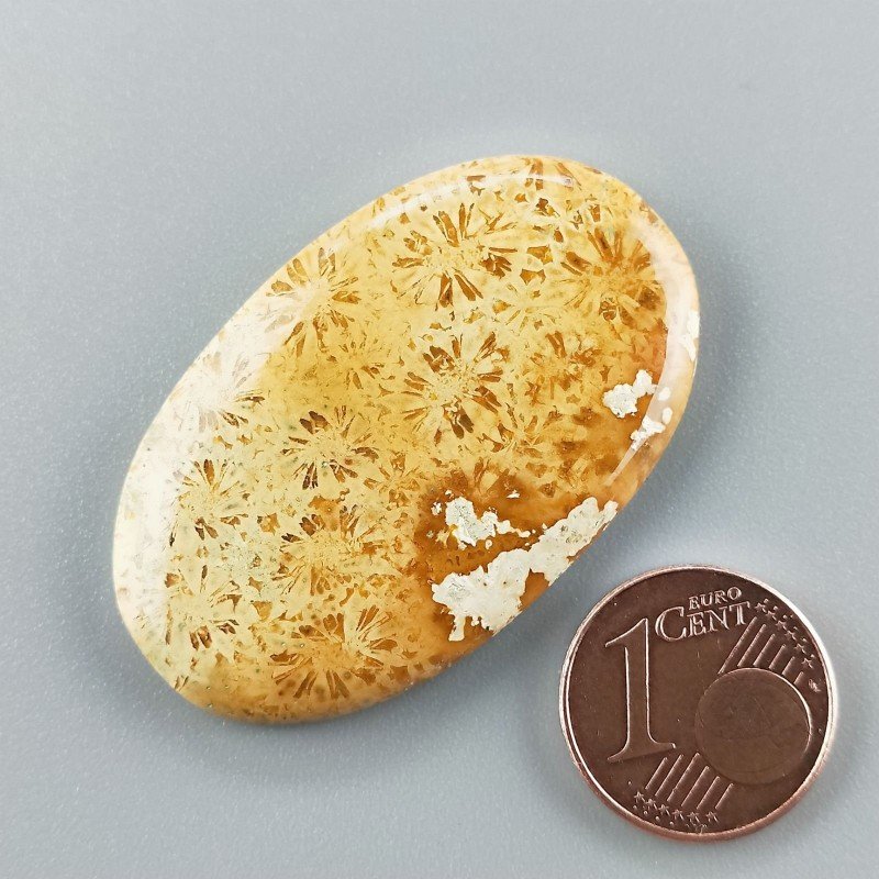 Corallo Fossile Naturale Forma Ovale Piatto Cabochon Liscio Fatto a Mano 41X25X5mm 8,90gm 1pz