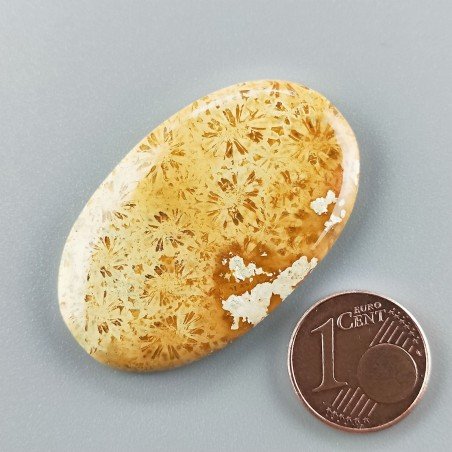 Corallo Fossile Naturale Forma Ovale Piatto Cabochon Liscio Fatto a Mano 41X25X5mm 8,90gm 1pz
