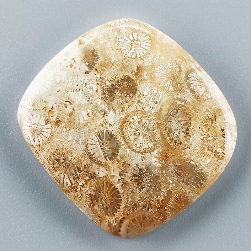 Corallo Fossile Naturale Forma Cuscino Piatto Cabochon Liscio Fatto a Mano 33X30X5mm 10,07gm 1pz