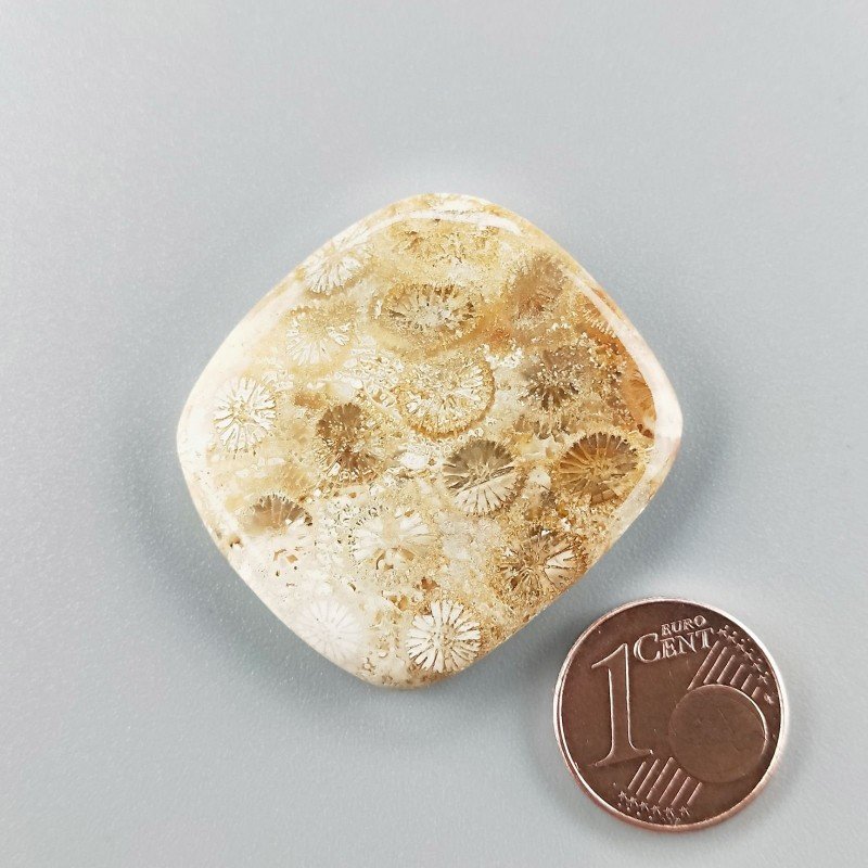 Cabochon di Corallo Fossile Naturale Cuscino, Piatto e Liscio, 33x30x5 mm, 10,07 g, Fatto a Mano