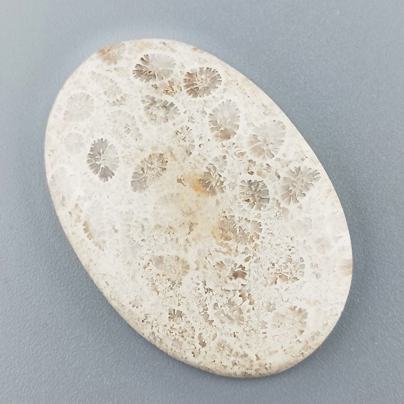 Corallo Fossile Naturale Forma Ovale Piatto Cabochon Liscio Fatto a Mano 41X28X5mm 9,71gm 1pz