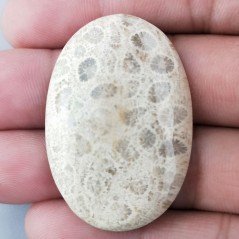 Corallo Fossile Naturale Forma Ovale Piatto Cabochon Liscio Fatto a Mano 41X28X5mm 9,71gm 1pz