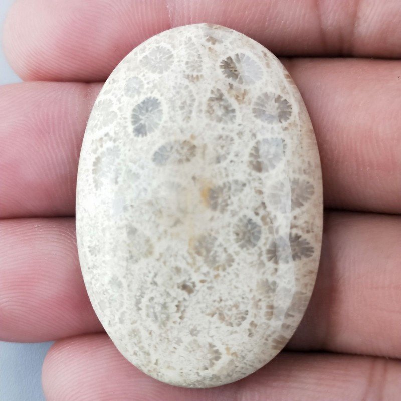 Corallo Fossile Naturale Forma Ovale Piatto Cabochon Liscio Fatto a Mano 41X28X5mm 9,71gm 1pz