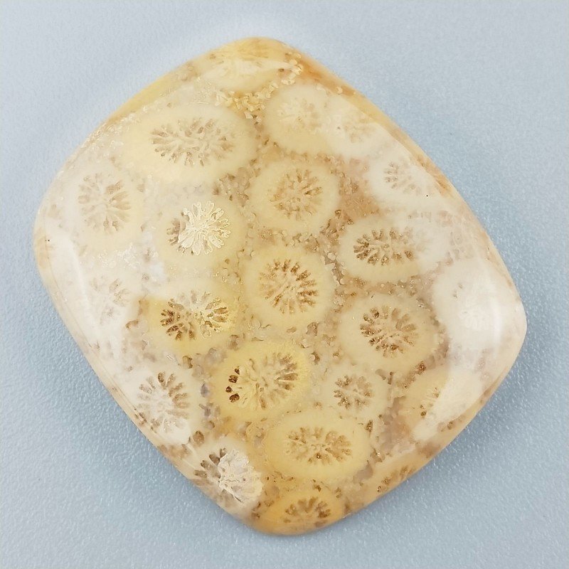 Corallo Fossile Naturale Forma Cuscino Piatto Cabochon Liscio Fatto a Mano 33X28X5mm 8,91gm 1pz