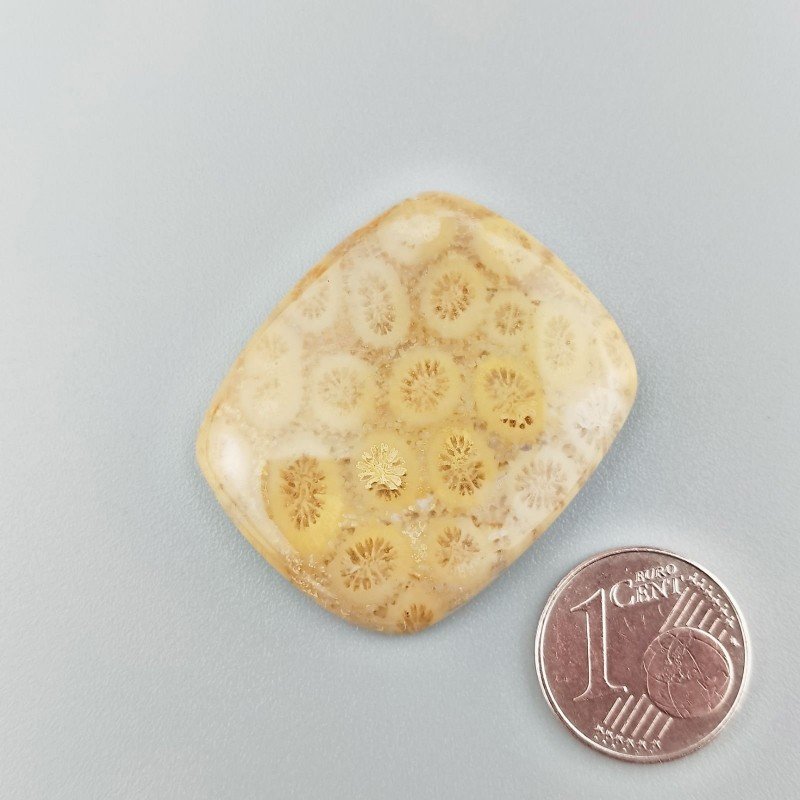 Cabochon di Corallo Fossile Naturale Cuscino, Piatto e Liscio, 33x28x5 mm, 8,91 g, Fatto a Mano