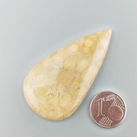 Corallo Fossile Naturale Forma Goccia Piatto Cabochon Liscio Fatto a Mano 51X27X5mm 10,68gm 1pz