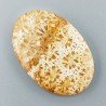 Corallo Fossile Naturale Forma Ovale Piatto Cabochon Liscio Fatto a Mano 38X26X5mm 7,91gm 1pz