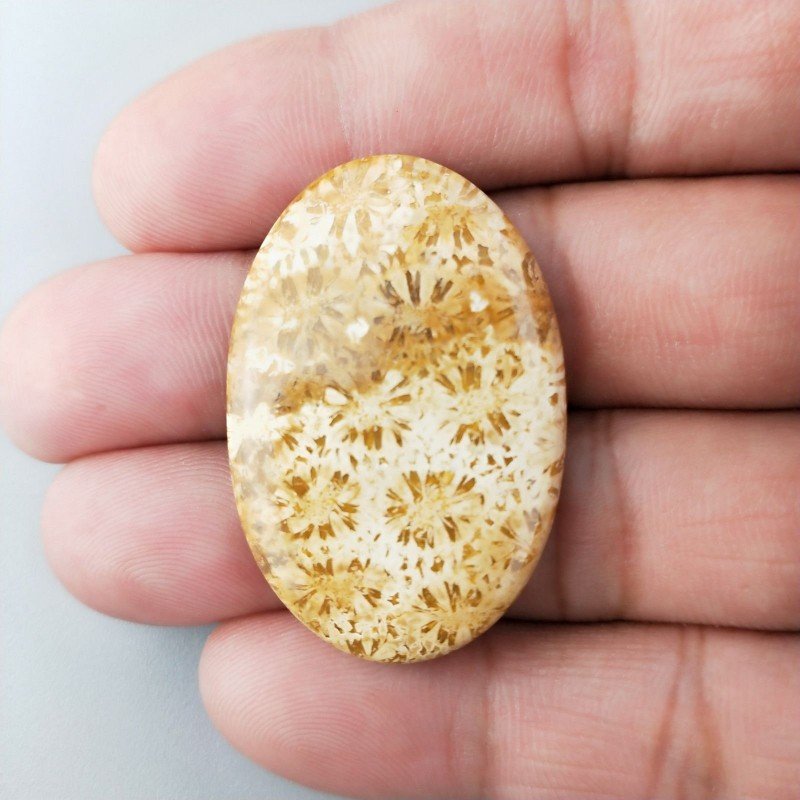 Corallo Fossile Naturale Forma Ovale Piatto Cabochon Liscio Fatto a Mano 38X26X5mm 7,91gm 1pz