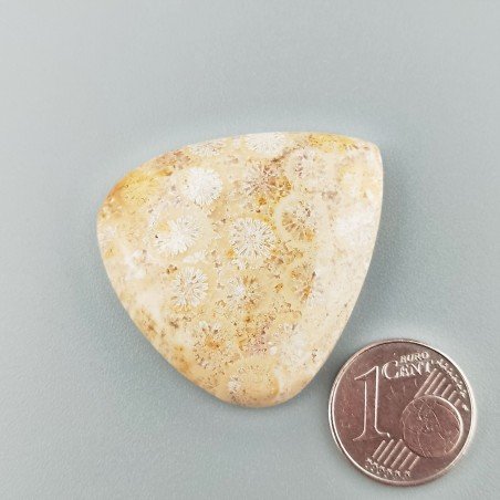 Corallo Fossile Naturale Forma Cuore Piatto Cabochon Liscio Fatto a Mano 34X31X6mm 10,33gm 1pz