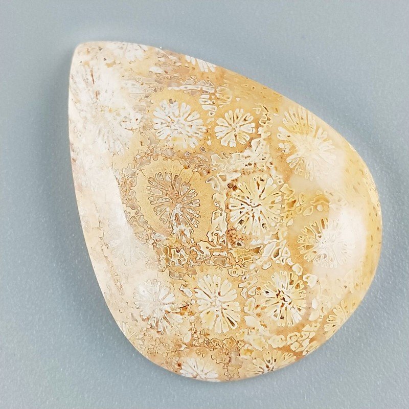 Corallo Fossile Naturale Forma Goccia Piatto Cabochon Liscio Fatto a Mano 36X27X5mm 7,83gm 1pz