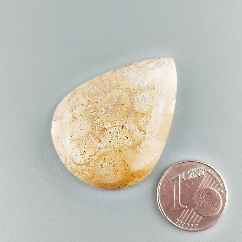 Cabochon di Corallo Fossile Naturale Goccia, Piatto e Liscio, 36x27x5 mm, 7,83 g, Fatto a Mano