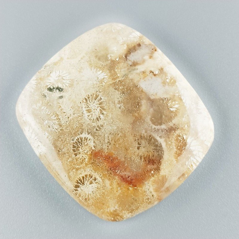 Corallo Fossile Naturale Forma Cuscino Piatto Cabochon Liscio Fatto a Mano 31X35X6mm 13,34gm 1pz