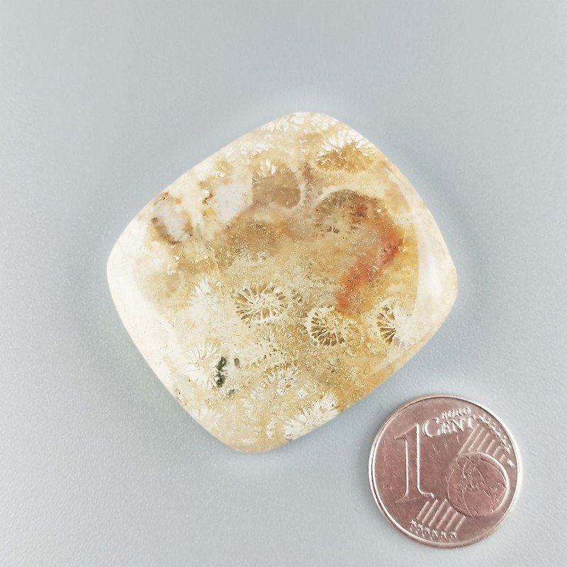 Cabochon di Corallo Fossile Naturale Cuscino, Piatto e Liscio, 31x35x6 mm, 13,34 g, Fatto a Mano