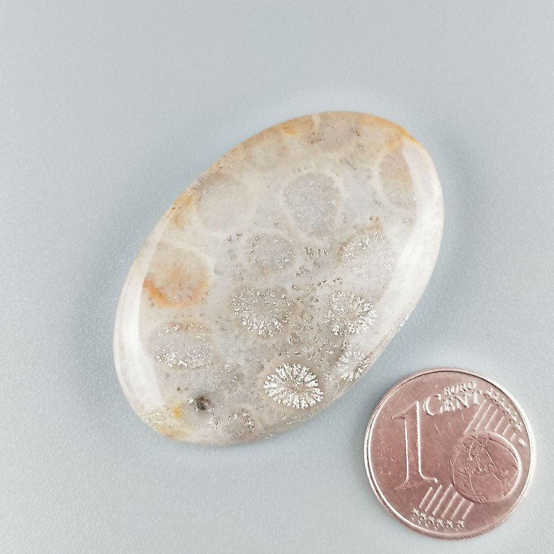 Corallo Fossile Naturale Forma Ovale Piatto Cabochon Liscio Fatto a Mano 38X25X6mm 10,46gm 1pz
