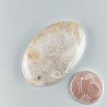 Corallo Fossile Naturale Forma Ovale Piatto Cabochon Liscio Fatto a Mano 38X25X6mm 10,46gm 1pz