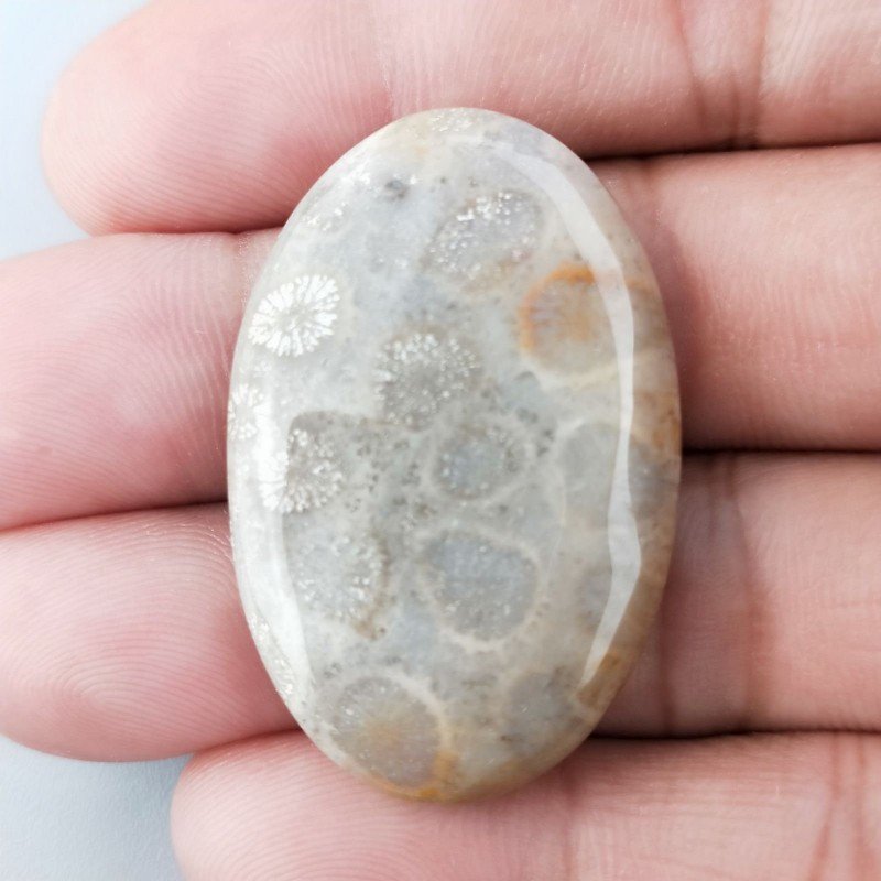 Corallo Fossile Naturale Forma Ovale Piatto Cabochon Liscio Fatto a Mano 38X25X6mm 10,46gm 1pz