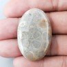 Corallo Fossile Naturale Forma Ovale Piatto Cabochon Liscio Fatto a Mano 38X25X6mm 10,46gm 1pz