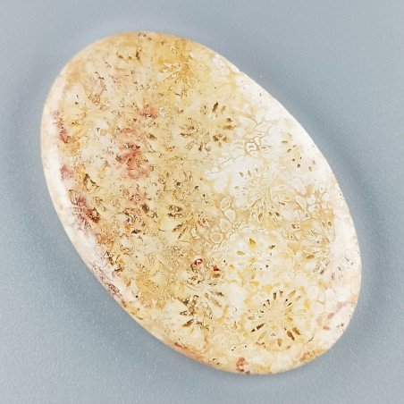 Corallo Fossile Naturale Forma Ovale Piatto Cabochon Liscio Fatto a Mano 44X29X5mm 11,80gm 1pz