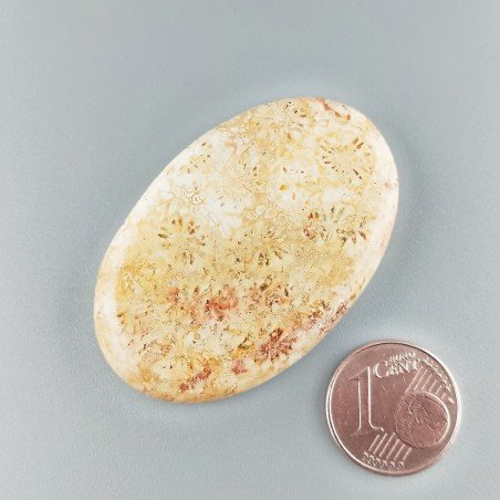 Corallo Fossile Naturale Forma Ovale Piatto Cabochon Liscio Fatto a Mano 44X29X5mm 11,80gm 1pz