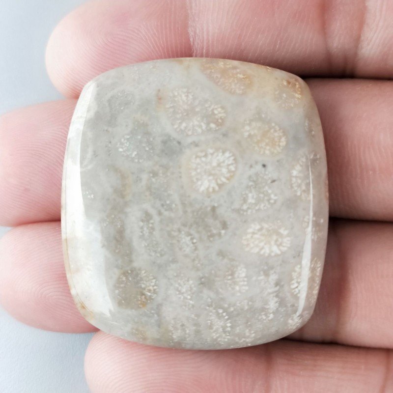 Corallo Fossile Naturale Forma Cuscino Piatto Cabochon Liscio Fatto a Mano 36X33mm 14,64gm 1pz