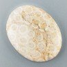 Corallo Fossile Naturale Forma Ovale Piatto Cabochon Liscio Fatto a Mano 37X28X4mm 9,07gm 1pz