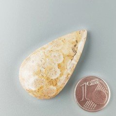 Corallo Fossile Naturale Forma Goccia Piatto Cabochon Liscio Fatto a Mano 22X40X6mm 8,99gm 1pz