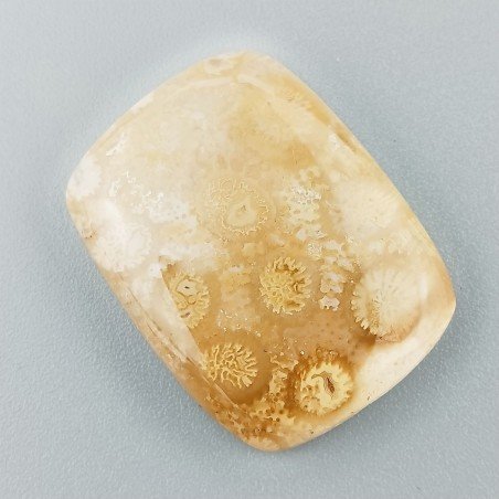 Corallo Fossile Naturale Forma Cuscino Piatto Cabochon Liscio Fatto a Mano 29X22X5mm 6,84gm 1pz
