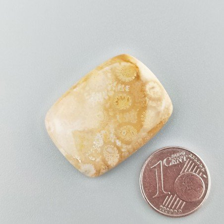 Corallo Fossile Naturale Forma Cuscino Piatto Cabochon Liscio Fatto a Mano 29X22X5mm 6,84gm 1pz