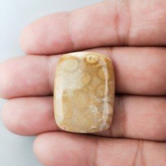 Corallo Fossile Naturale Forma Cuscino Piatto Cabochon Liscio Fatto a Mano 29X22X5mm 6,84gm 1pz