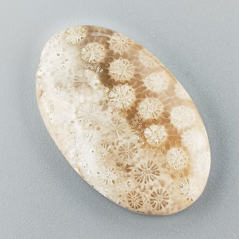 Corallo Fossile Naturale Forma Ovale Piatto Cabochon Liscio Fatto a Mano 34X21X4mm 6,54gm 1pz