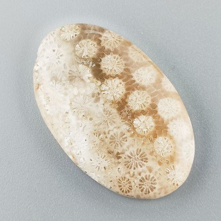 Corallo Fossile Naturale Forma Ovale Piatto Cabochon Liscio Fatto a Mano 34X21X4mm 6,54gm 1pz