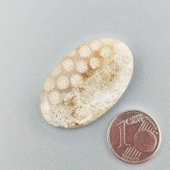Corallo Fossile Naturale Forma Ovale Piatto Cabochon Liscio Fatto a Mano 34X21X4mm 6,54gm 1pz