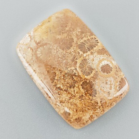 Corallo Fossile Naturale Forma Cuscino Piatto Cabochon Liscio Fatto a Mano 30X21X6mm 8,04gm 1pz