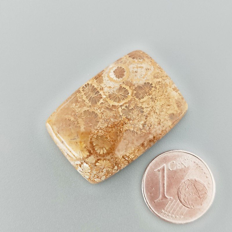 Cabochon di Corallo Fossile Naturale Cuscino, Piatto e Liscio, 30x21x6 mm, 8,04 g, Fatto a Mano