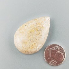 Corallo Fossile Naturale Forma Goccia Piatto Cabochon Liscio Fatto a Mano 23X35X7mm 8,72gm 1pz