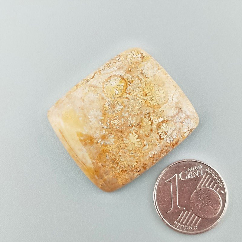 Cabochon di Corallo Fossile Naturale Cuscino, Piatto e Liscio, 29x25x5 mm, 7,76 g, Fatto a Mano