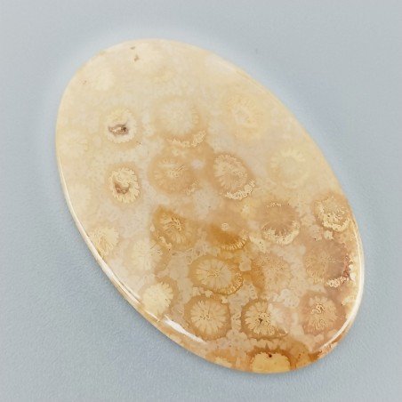 Corallo Fossile Naturale Forma Ovale Piatto Cabochon Liscio Fatto a Mano 44X28X5mm 10,65gm 1pz