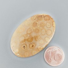 Corallo Fossile Naturale Forma Ovale Piatto Cabochon Liscio Fatto a Mano 44X28X5mm 10,65gm 1pz
