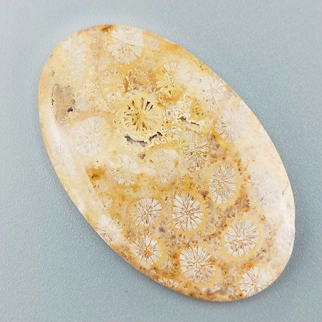 Corallo Fossile Naturale Forma Ovale Piatto Cabochon Liscio Fatto a Mano 41X25X3mm 6,31gm 1pz