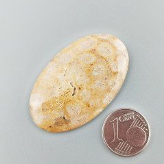 Corallo Fossile Naturale Forma Ovale Piatto Cabochon Liscio Fatto a Mano 41X25X3mm 6,31gm 1pz
