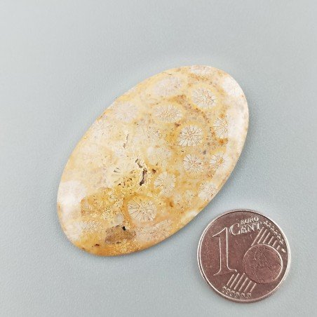Corallo Fossile Naturale Forma Ovale Piatto Cabochon Liscio Fatto a Mano 41X25X3mm 6,31gm 1pz
